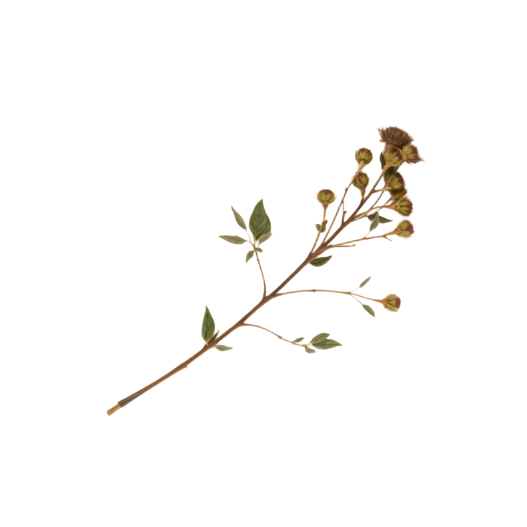 A pressed botanical sprig on aged cream paper